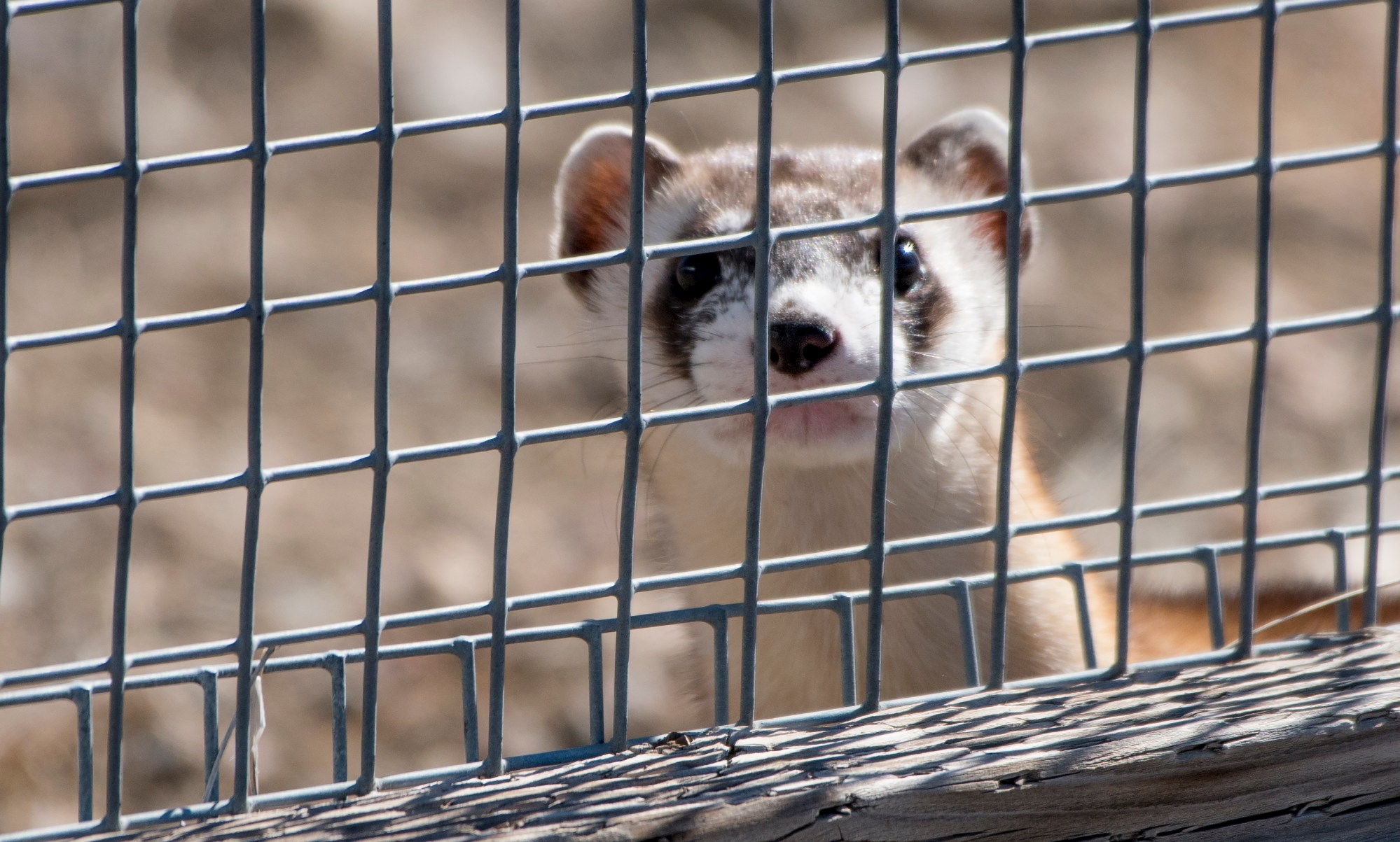 Ferret Fast Cloning of endangered ferrets moving fast, making history - WyoFile