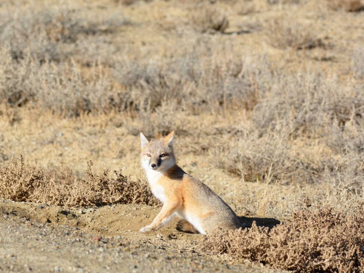 Strange wildlife encounters of the western Wyoming ranch kind