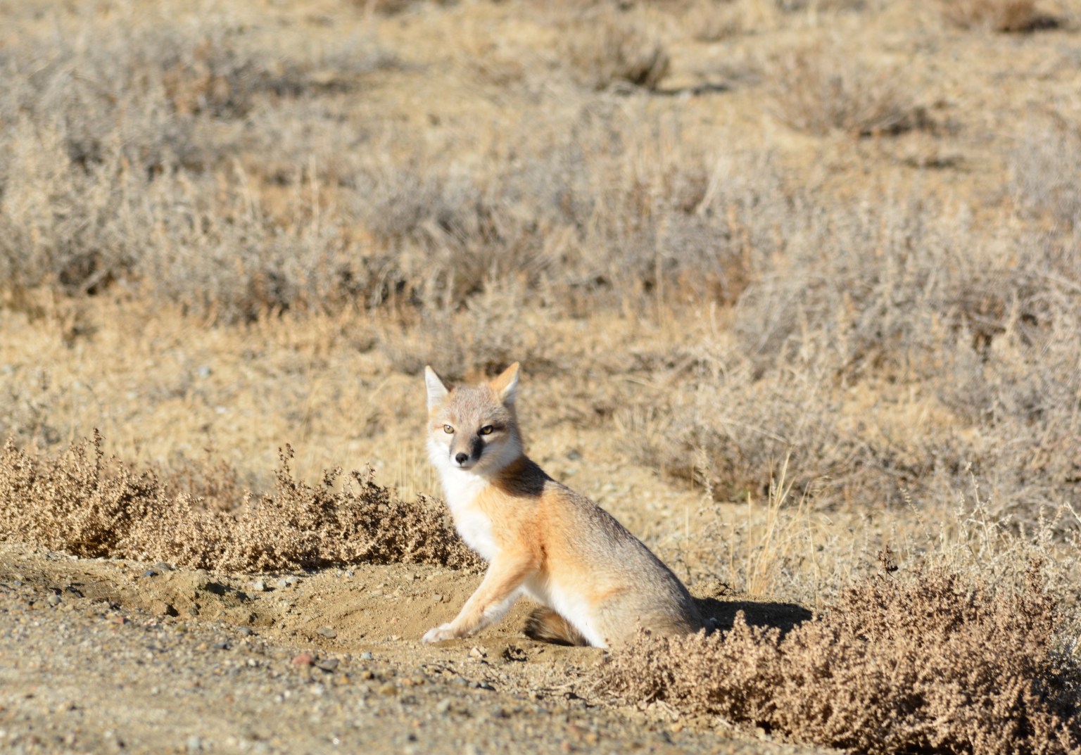Stone Fox Setting Strange wildlife encounters of the western Wyoming ranch kind - WyoFile