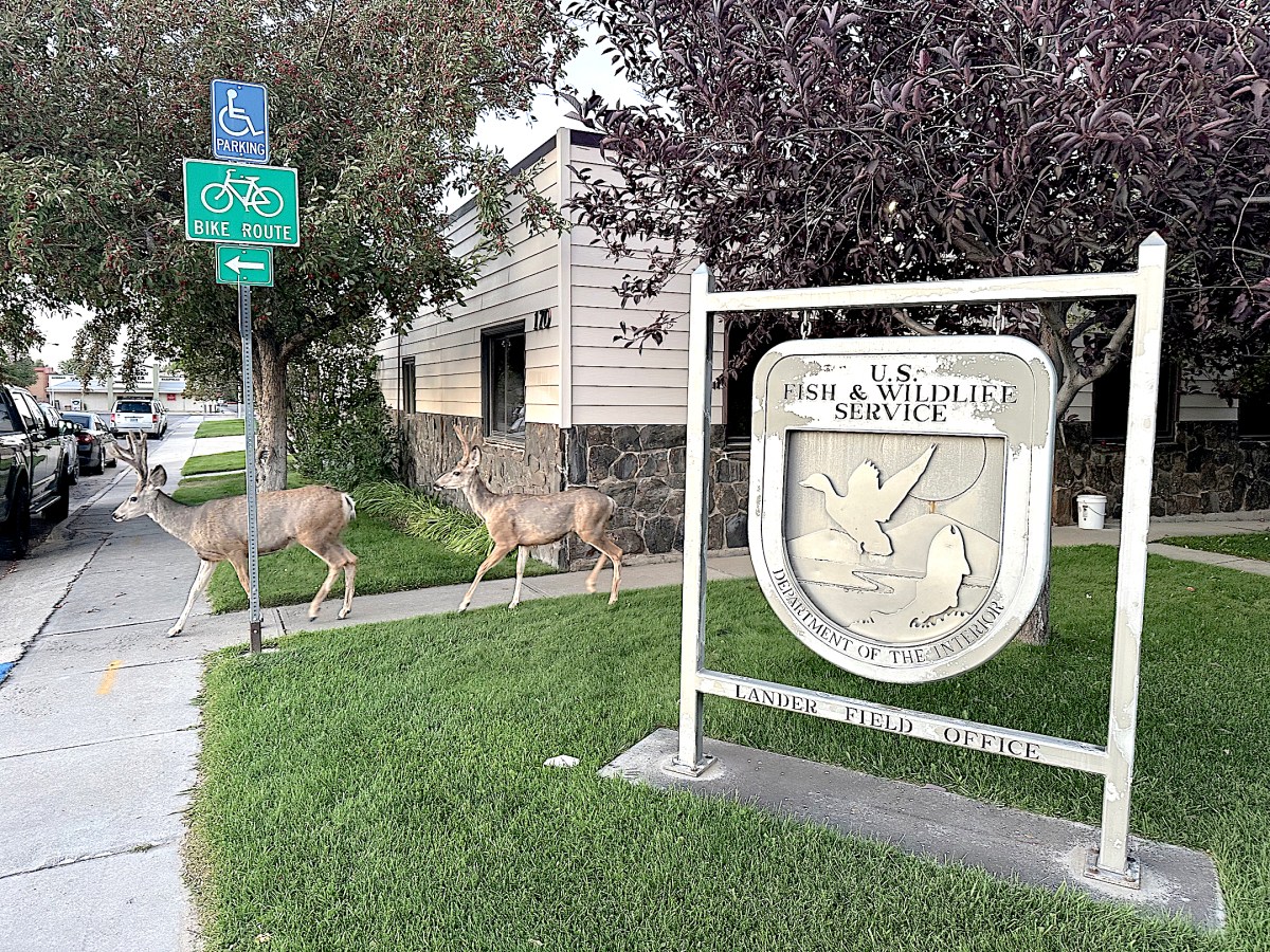 Musk’s DOGE to eliminate Fish and Wildlife’s tribal Lander office, USGS’ Cheyenne water science station