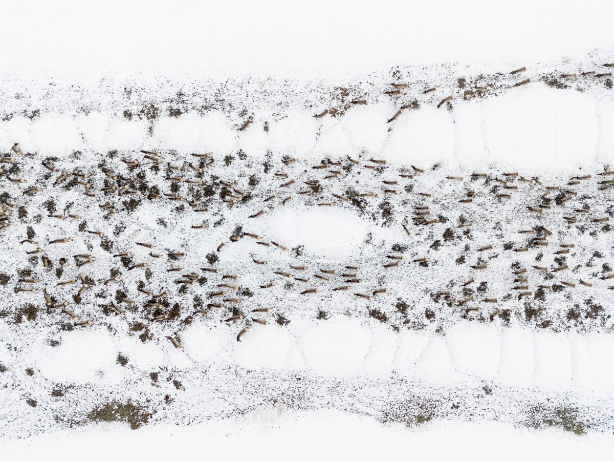 Chronic wasting disease infects 4th elk feedground, this one in Jackson Hole