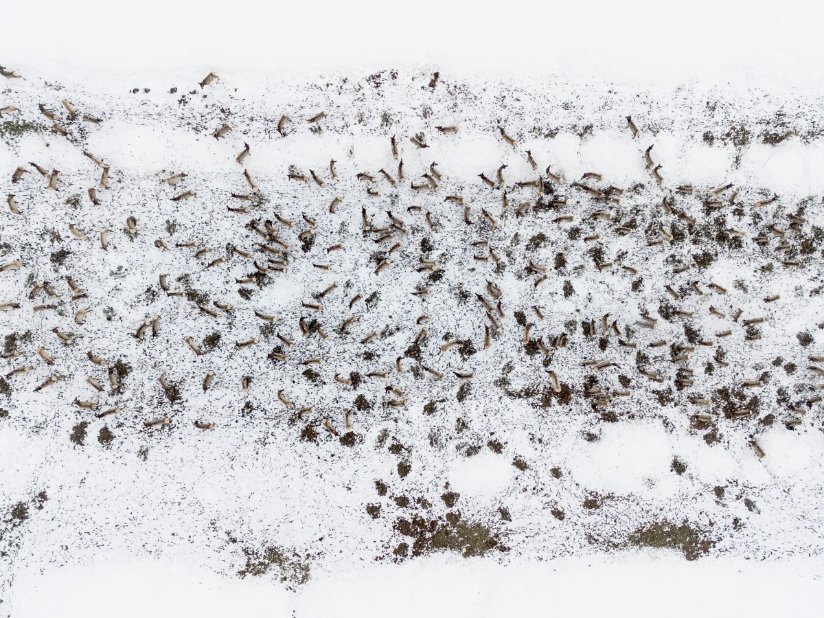 Summer elk deaths stoke CWD worries at onset of ‘important’ winter for western Wyoming herds