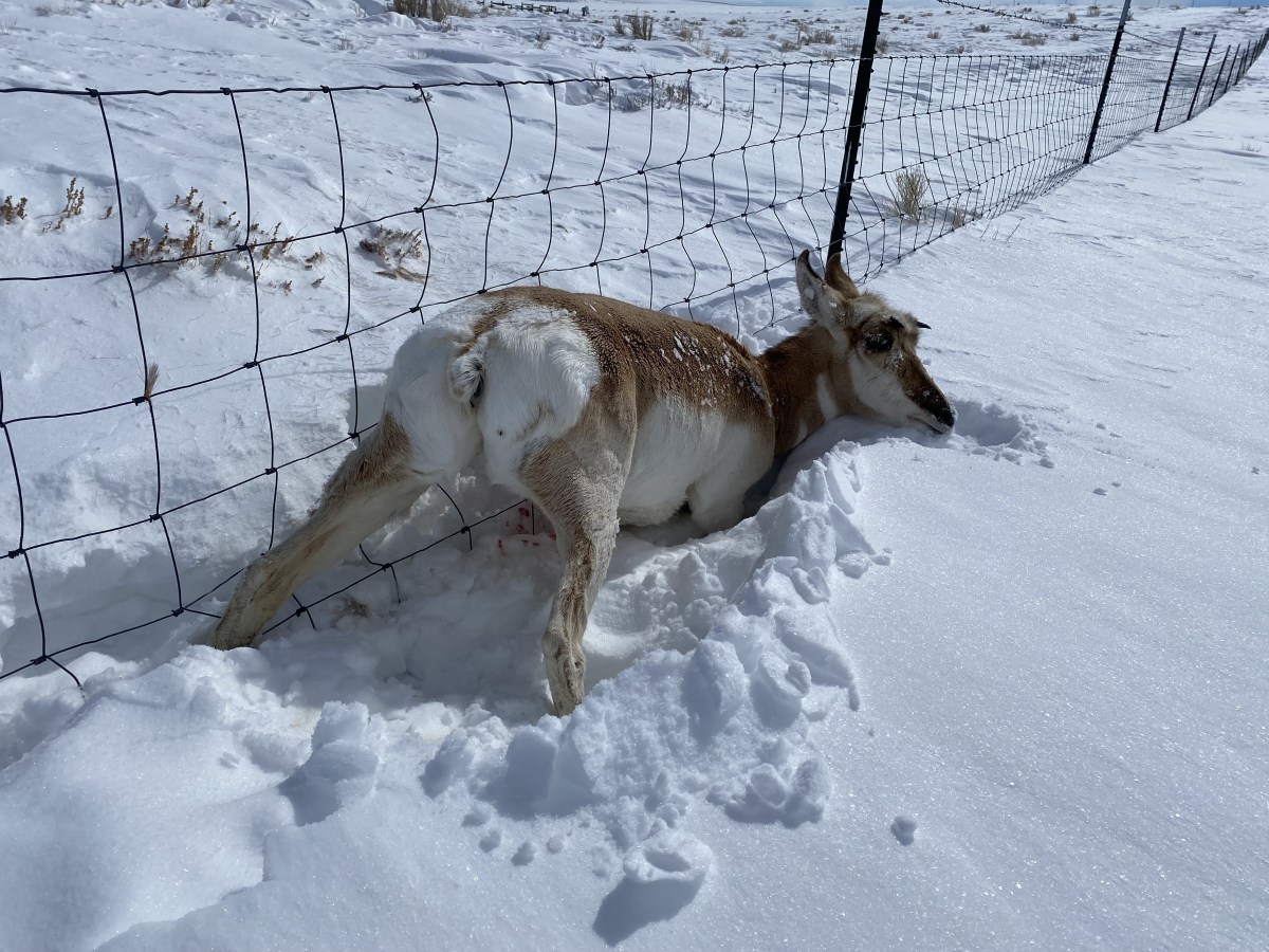 Thousands of pronghorn died in the Red Desert two winters ago. A new paper shows why.