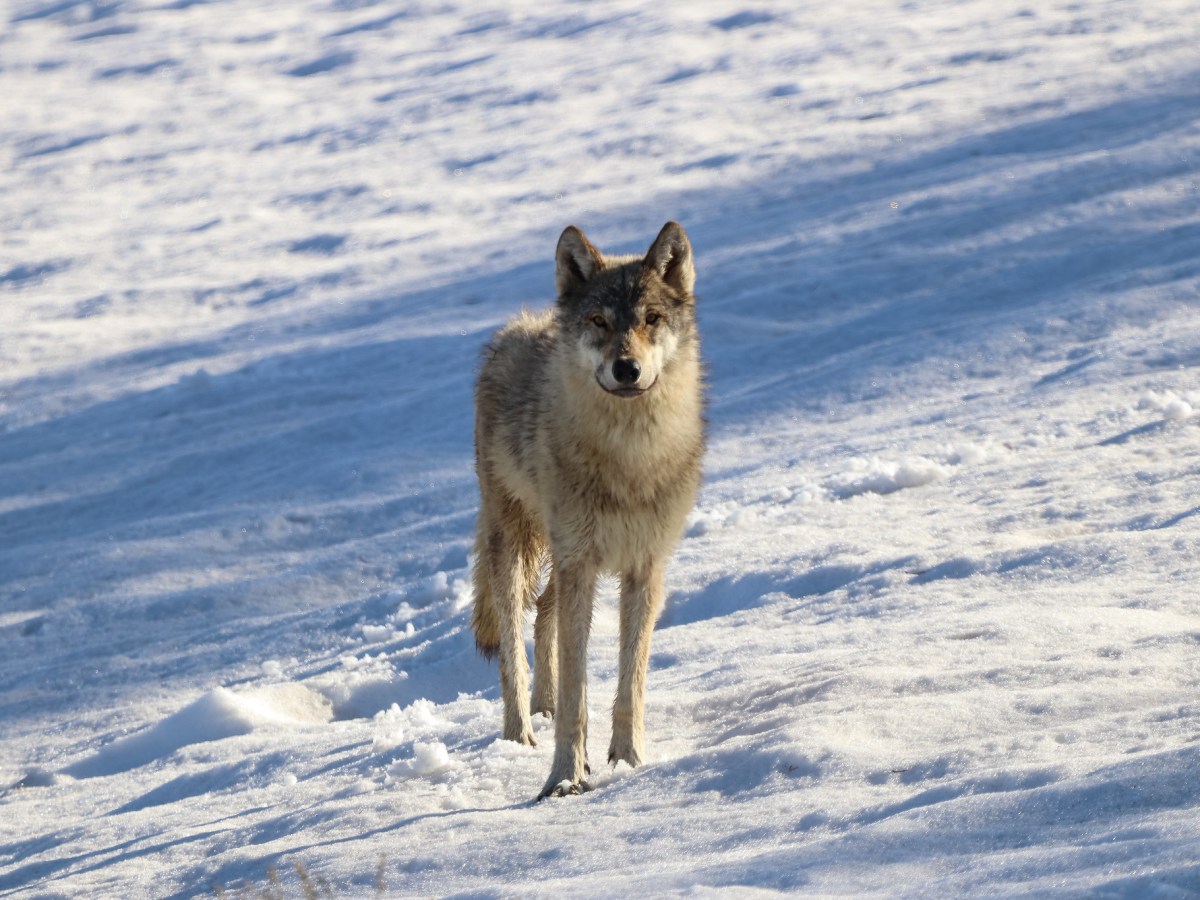 What’s it take to kill a Wyoming wolf? Nearly 500 hunting days, and then it’s likely a youngster