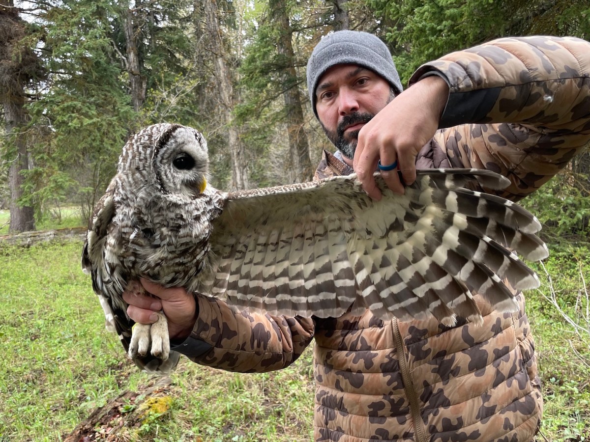 Researchers tag Wyoming’s first barred owl near its Grand Teton nest