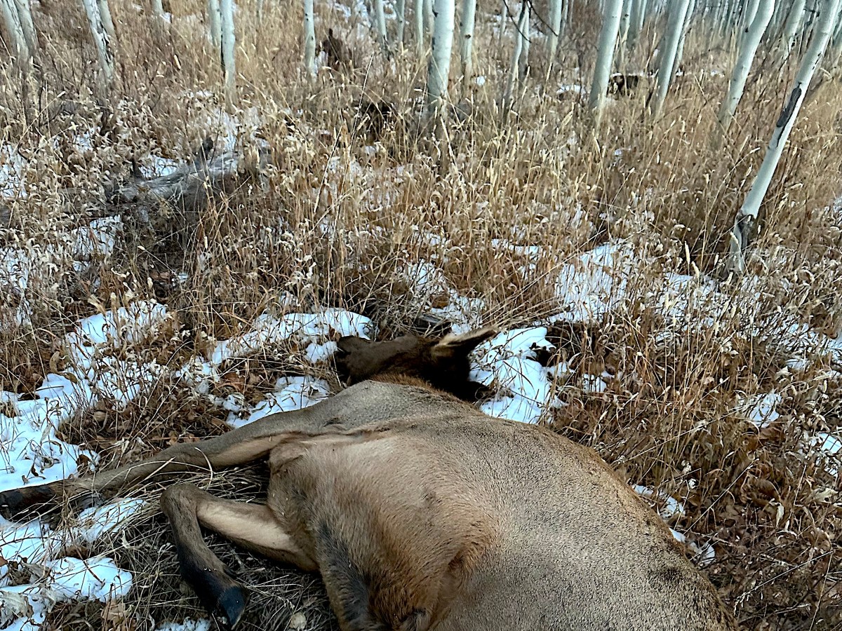 Golden era of northwest Wyoming elk hunting slides toward expected but undesirable end