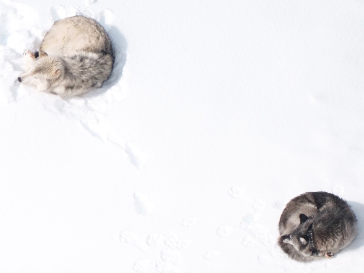 Savvy 13-year-old Teton wolf almost breaks all-time age record