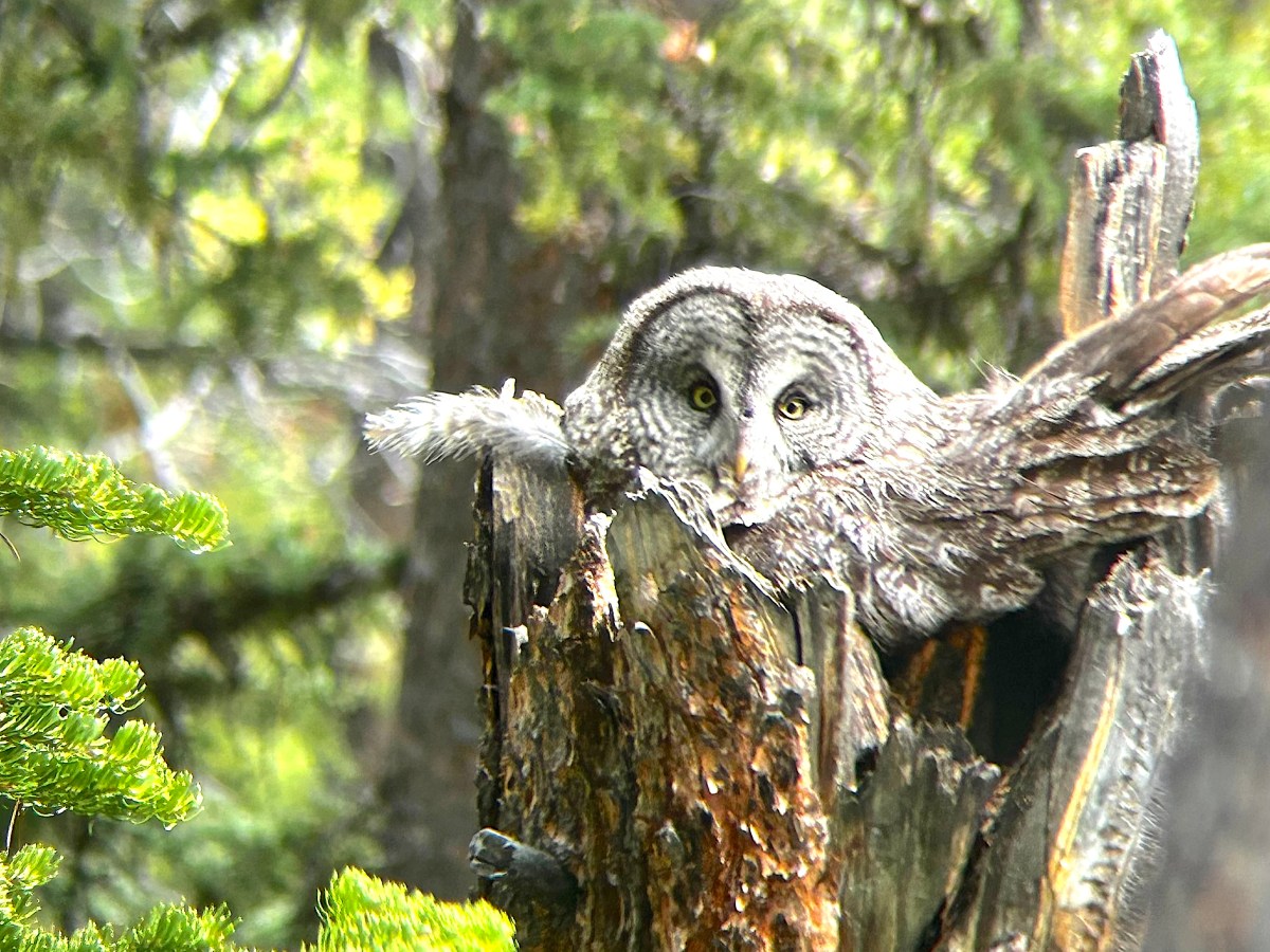 Southernmost of its kind