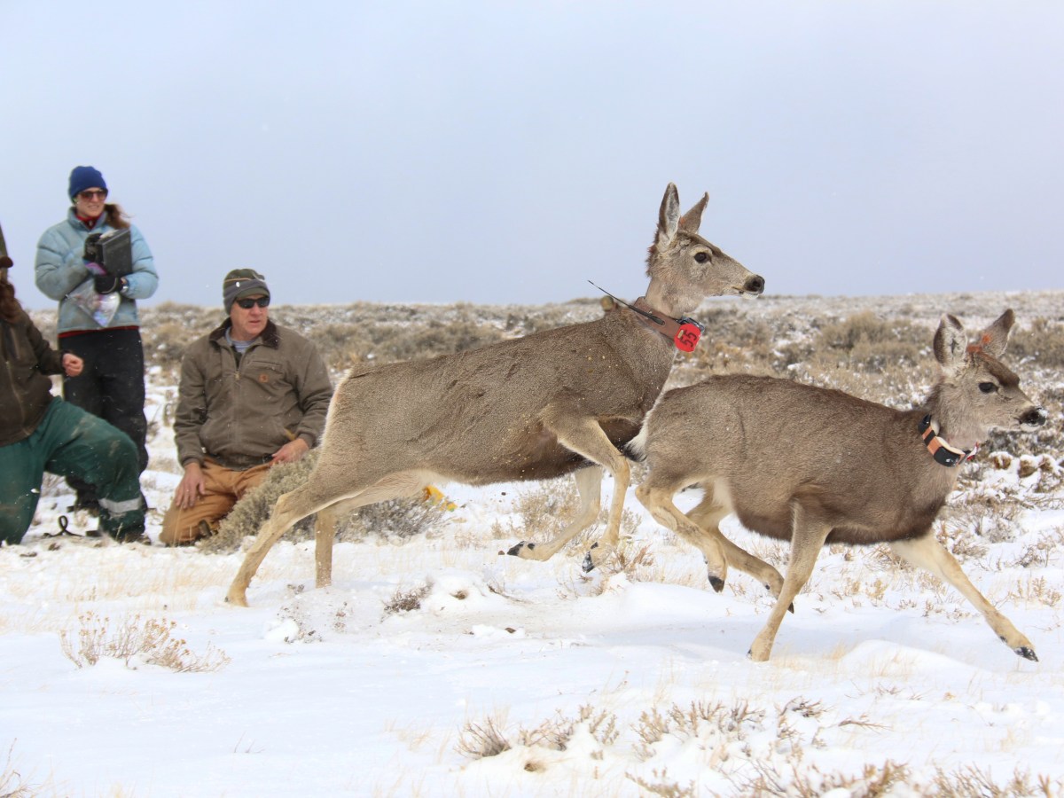 Runs in the family: Study shows most mule deer learn to migrate from moms