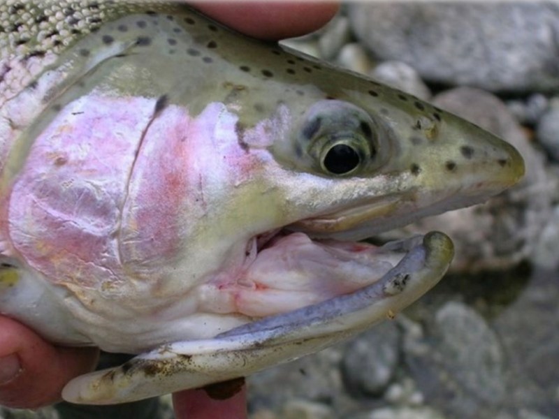 On the North Platte, where anglers maim 1 in 4 trout, Wyoming goes barbless, bans some bead rigs
