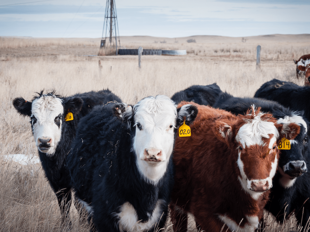 Stock growers will join corner-crossing pleadings in Supreme Court