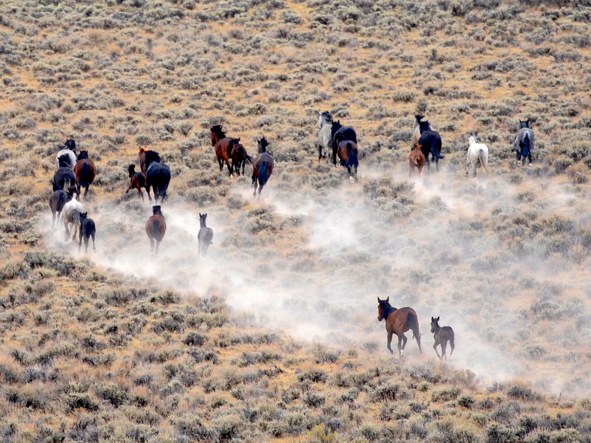 Feds slate purge of ‘checkerboard’ wild horses for Oct. 13 despite court ruling, sparking new lawsuit