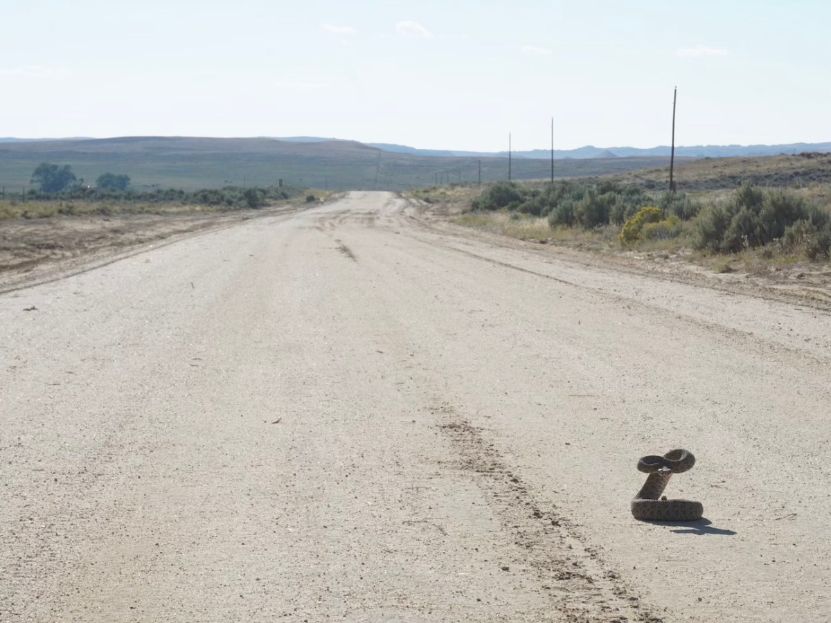 Wyoming loves wildlife: WyoFile’s most popular Photo Fridays of 2025