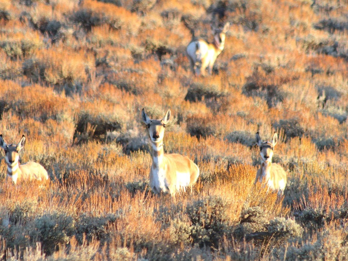Gordon pares back Wyoming’s first pronghorn migration, overriding Game and Fish commissioners