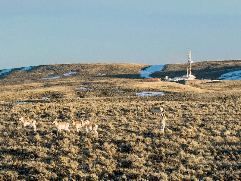 Feds, Wyoming must refund $109M for illegal oil, gas leases in grouse habitat