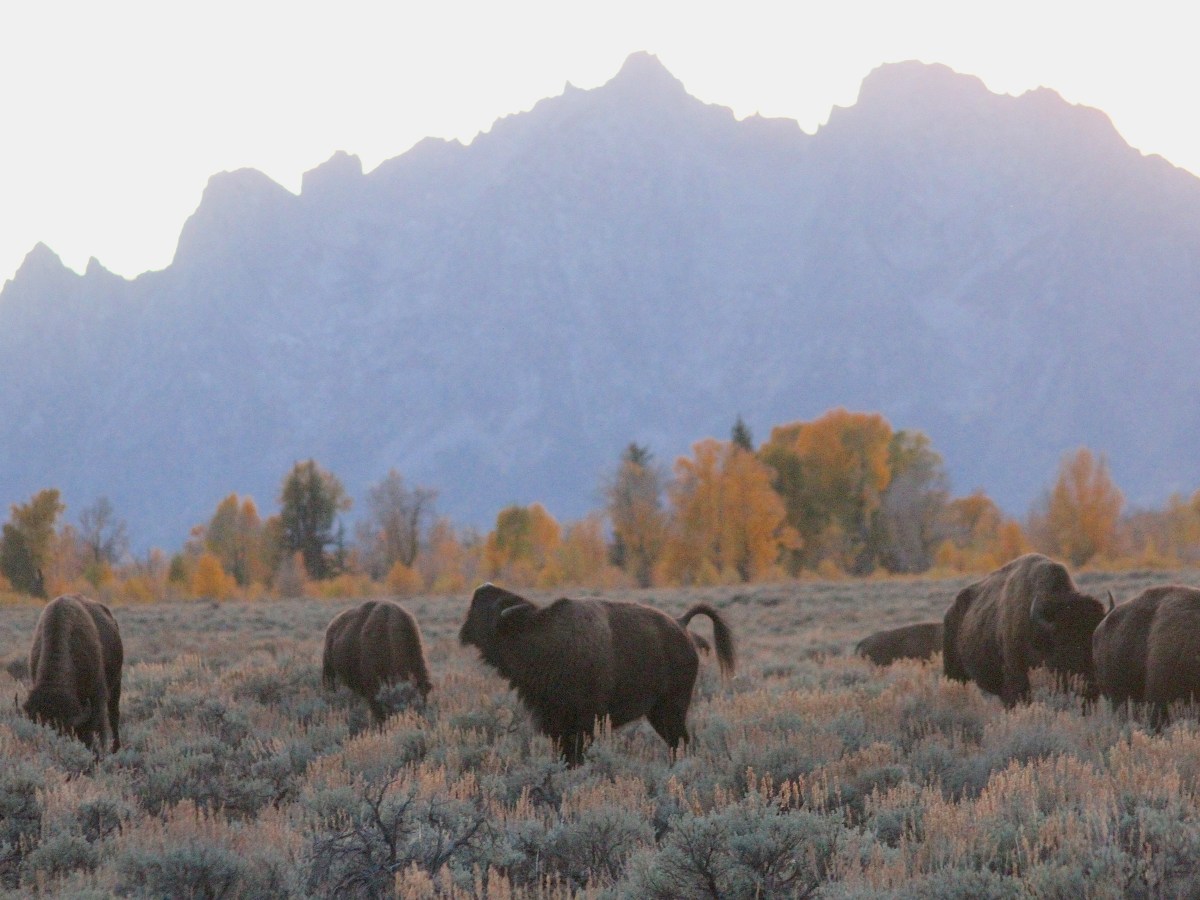 A universally panned Grand Teton ballpark plan is dead. Let’s keep it buried.