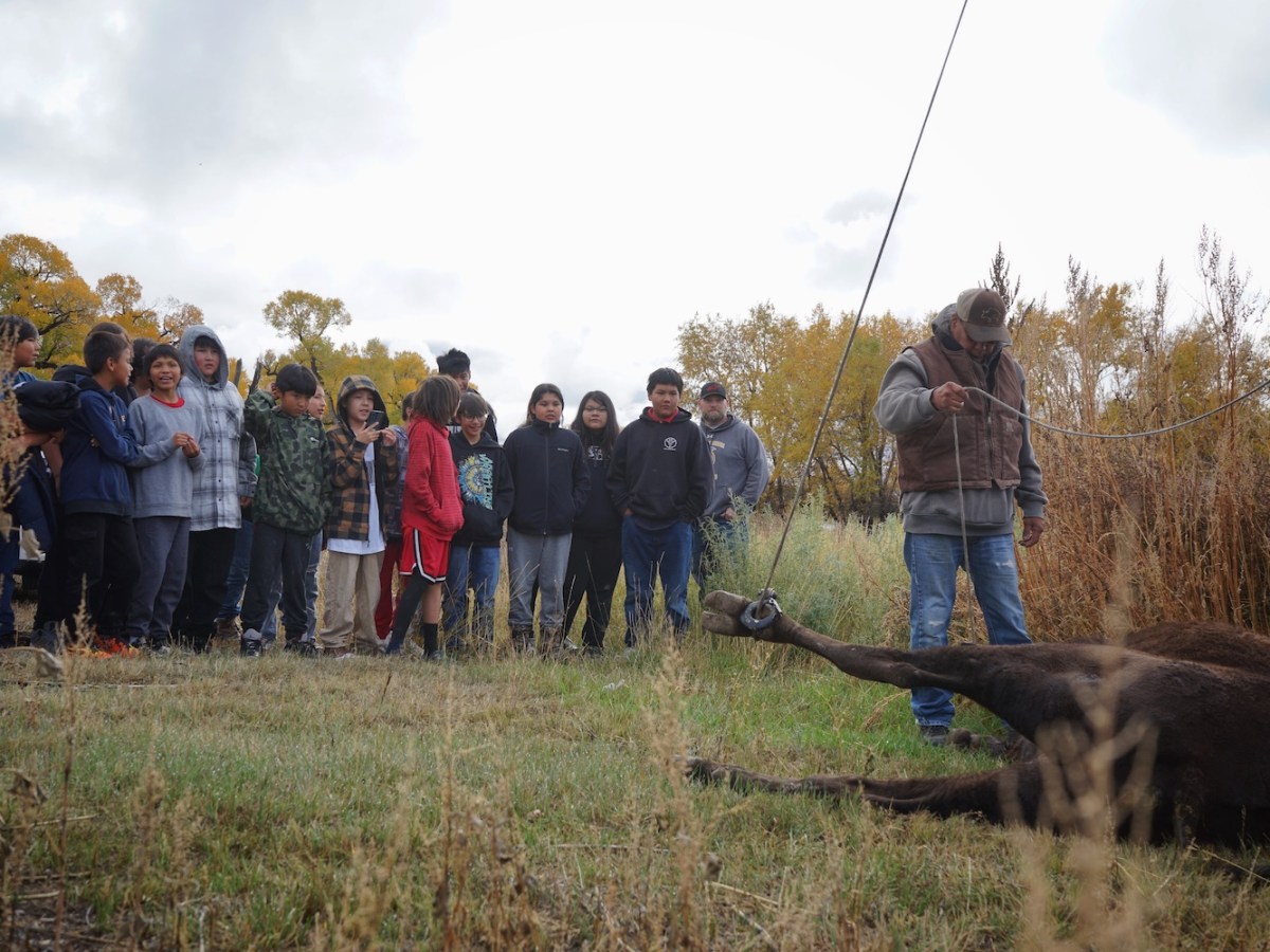 On Wind River Reservation, a buffalo harvest for young and old