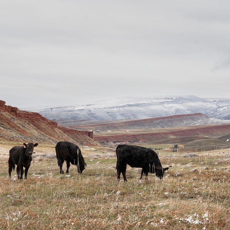 The Wyoming agriculture industry’s outsized influence and consumption