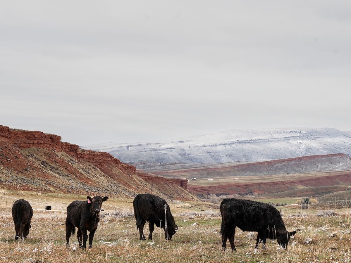 Trump’s Argentine beef move causes ‘great concern, some panic’