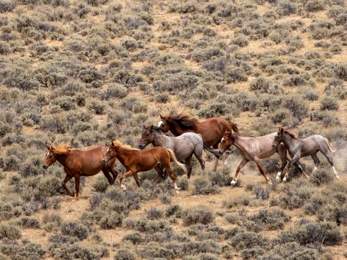 Gridlocked: In Wyoming’s Red Desert, the checkerboard has fueled a wild horse stalemate