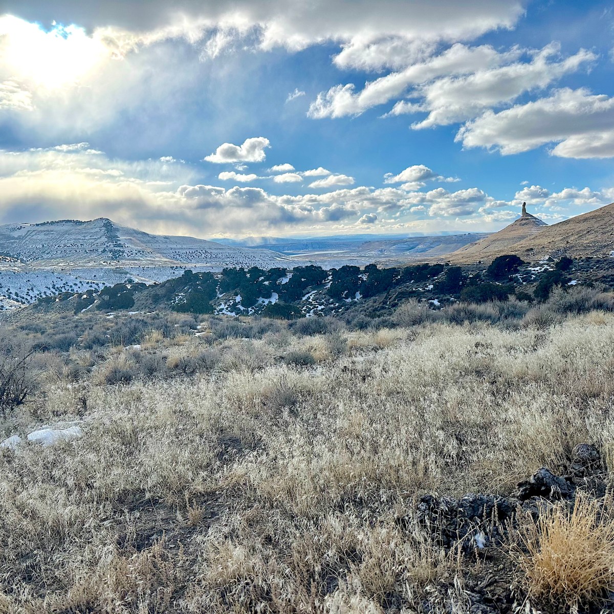 Inside Wyoming’s fight against cheatgrass, the ‘most existential, sweeping threat’ to western ecosystems