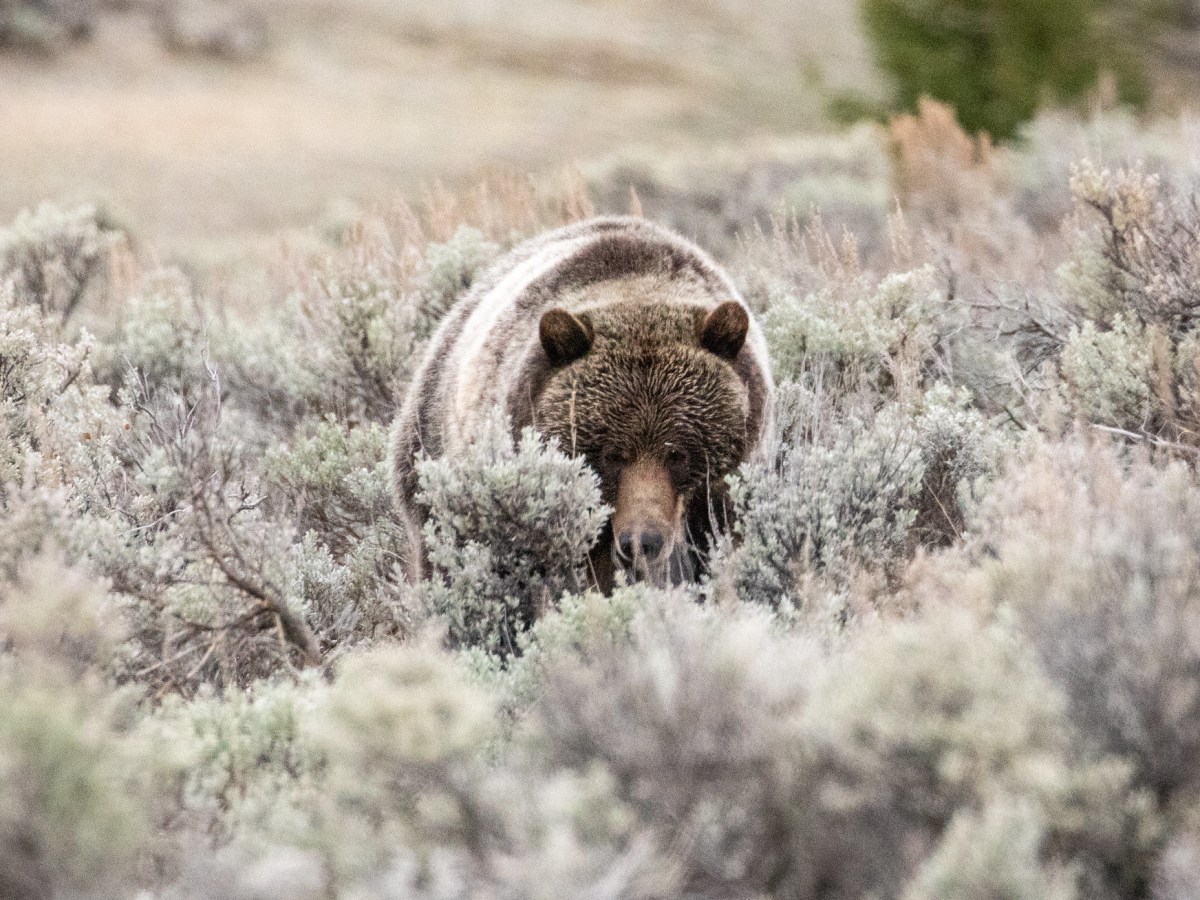 Yellowstone grizzly range contracts by 4%, while ‘Northern Continental Divide’ bears gain 12% more ground