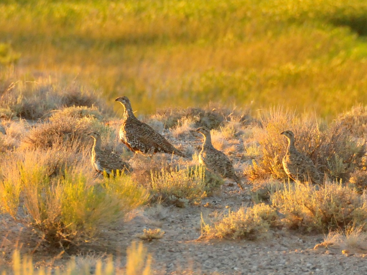 Wyoming abruptly defunds, dissolves sage grouse conservation groups after 21-year run