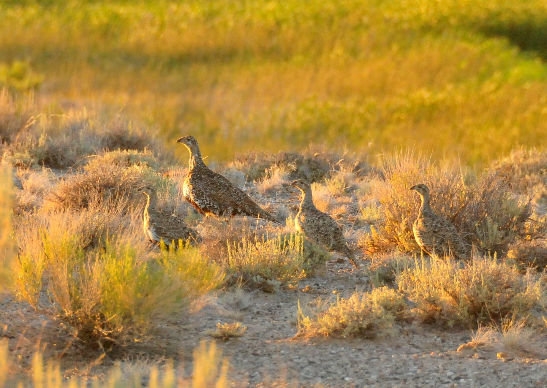 Wyoming abruptly defunds, dissolves sage grouse conservation groups after 21-year run