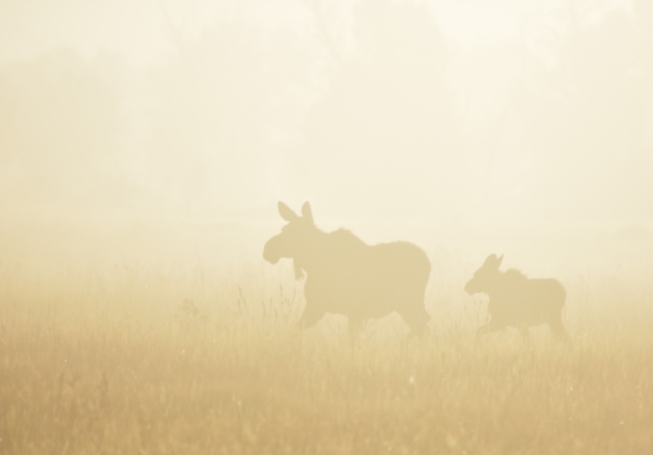 Wyoming’s Coursey leads National Wildlife Refuge System audit that’s igniting sell-off worries
