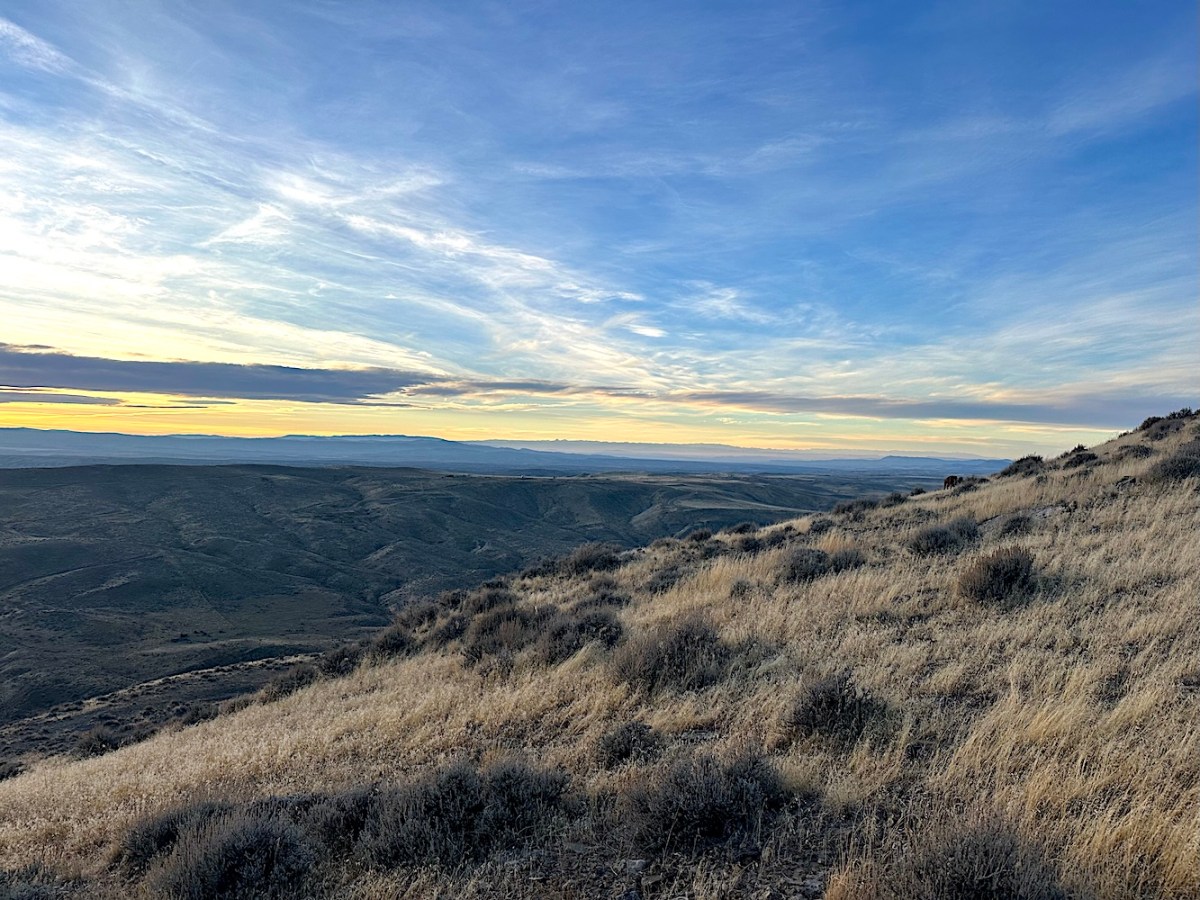 Freedom Caucus stays firm on $13 million cheatgrass-spraying cut as invasive grass tightens its grip on Wyoming