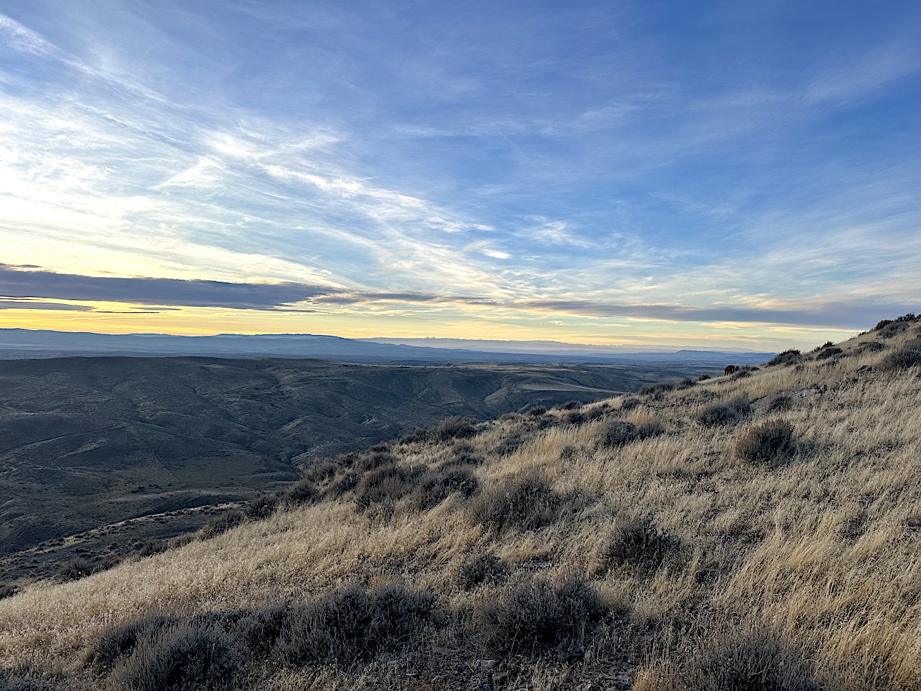 Freedom Caucus stays firm on $13 million cheatgrass-spraying cut as invasive grass tightens its grip on Wyoming