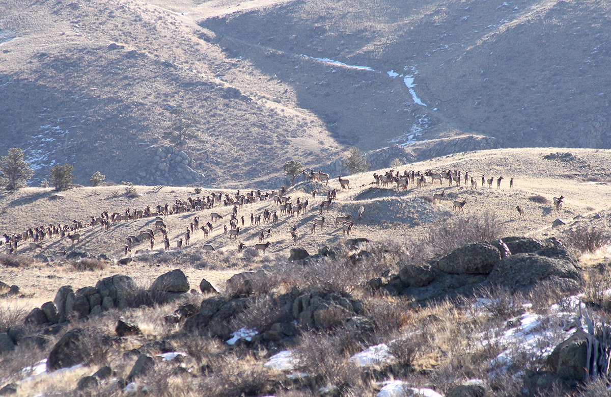 Wyoming Senate decisively shoots down two controversial ‘landowner’ hunting tag bills 