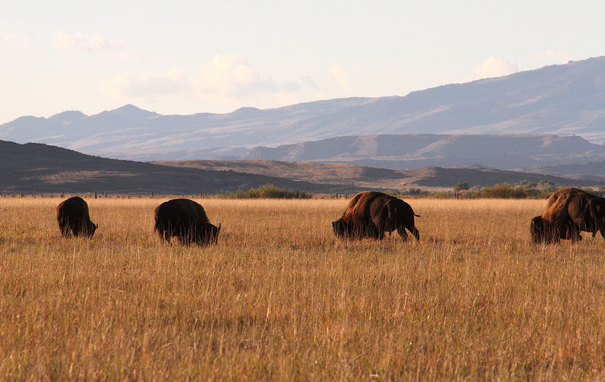 Bison’s ‘livestock’ status in Wyoming inflames tensions over tribal rewilding