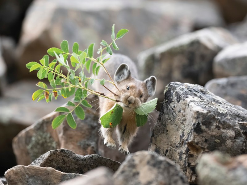 Go on a hike-a, might spot a pika
