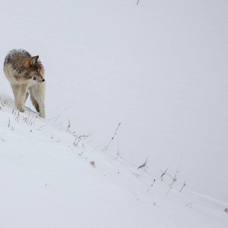 Guilty plea changes Wyoming’s wolf torment case