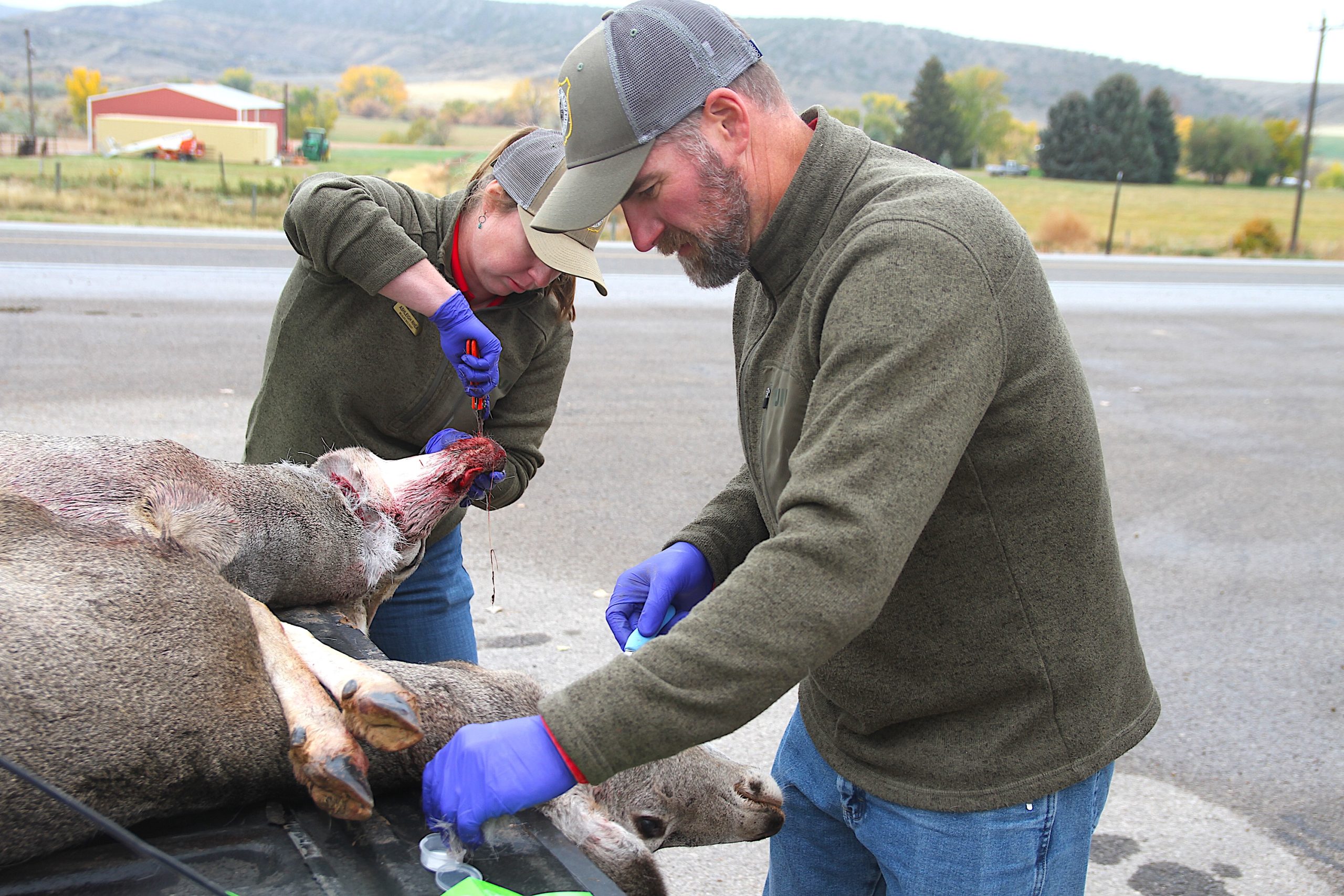 Despite CWD surge, northwest Wyoming mule deer hunters, outfitters disregard threat to their fall tradition