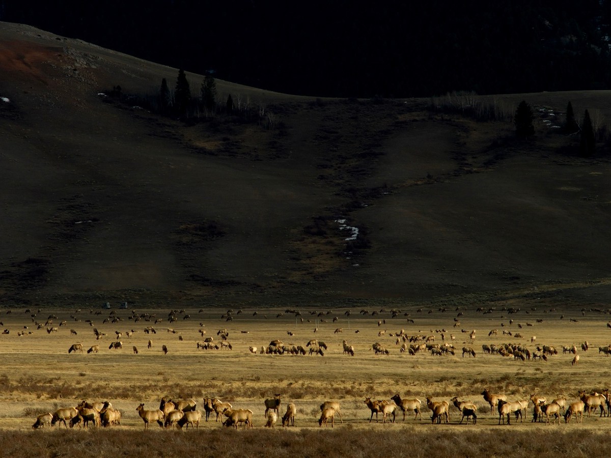 Thousands of wapiti are ready to leave the National Elk Refuge