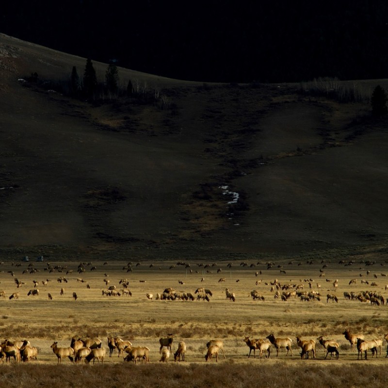 Thousands of wapiti are ready to leave the National Elk Refuge