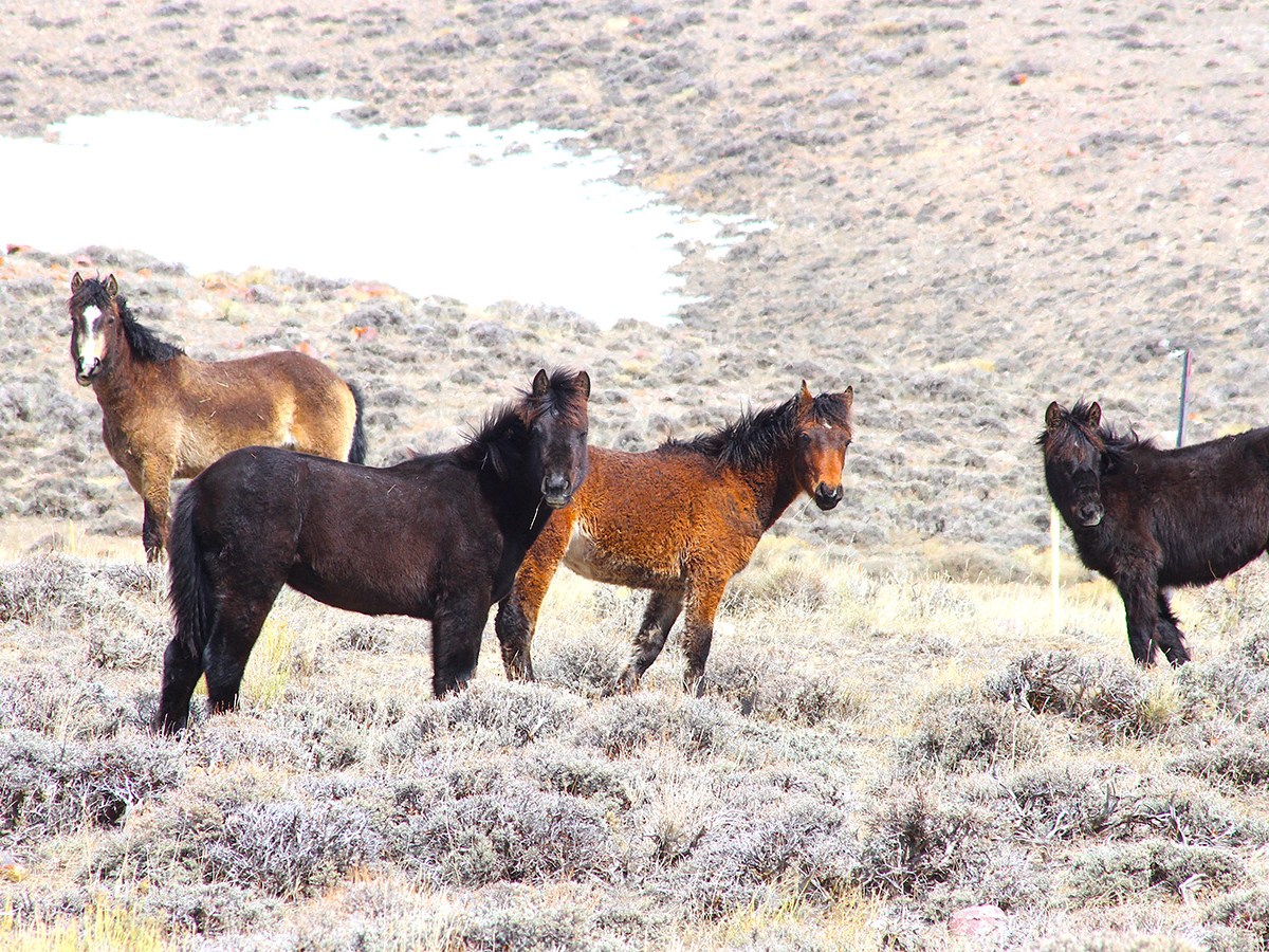 Wild horse wipeout in Wyoming’s ‘checkerboard’ delayed until October due to funding, staffing, legal woes