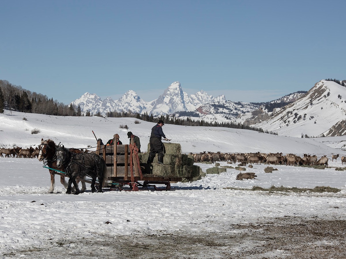 Wyoming unveils elk feedground ‘actions’ designed to slow CWD’s spread in the Jackson, Pinedale herds
