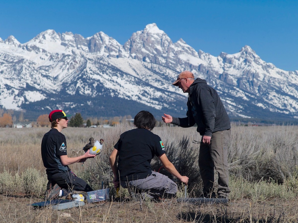 Students fabricate randy robo-grouse whose strut could save birds at Jackson Hole Airport
