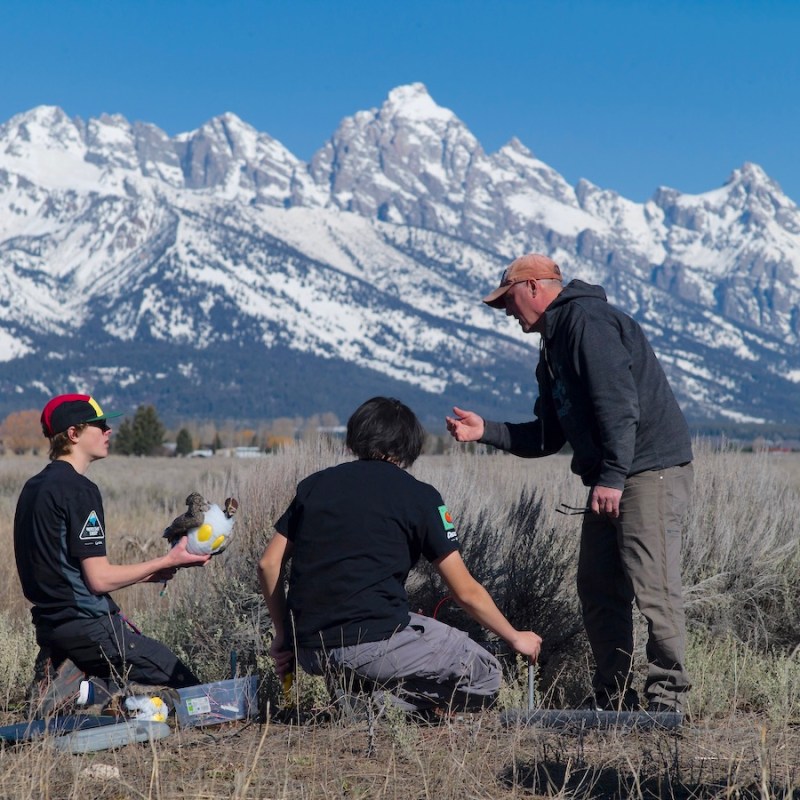 Students fabricate randy robo-grouse whose strut could save birds at Jackson Hole Airport
