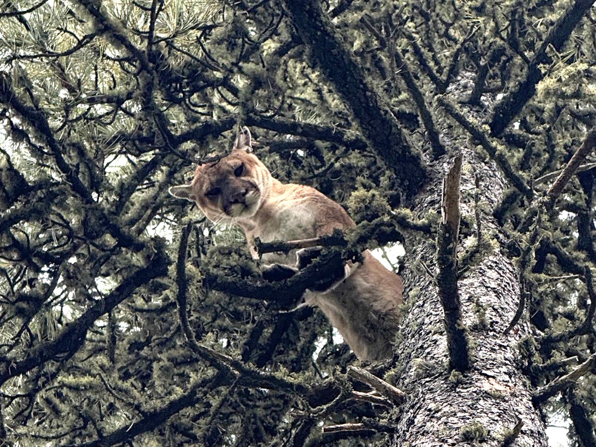 Wyoming mountain lions evaded hunters this season because of sparse snow, record heat