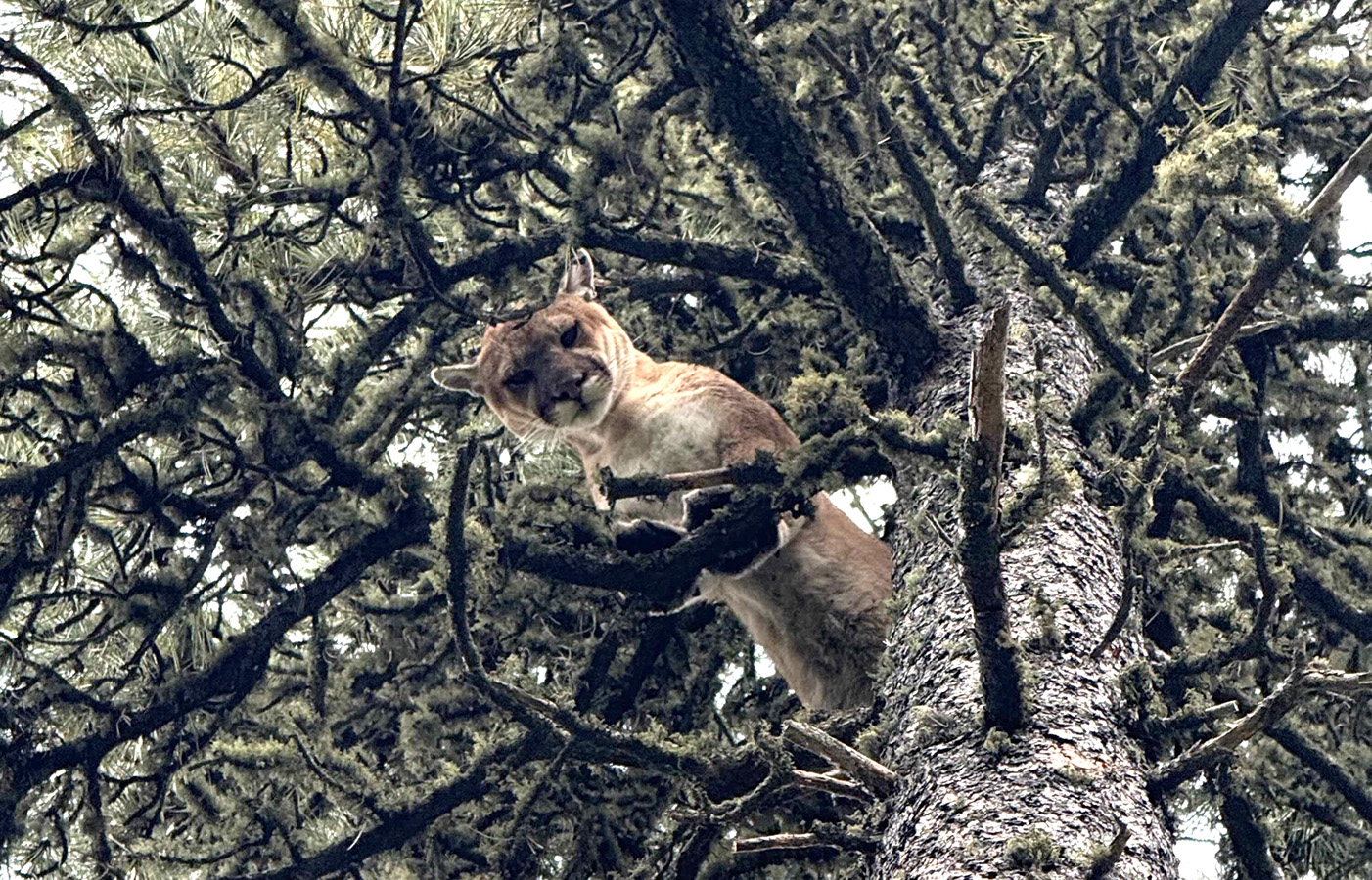 Wyoming mountain lions evaded hunters this season because of sparse snow, record heat