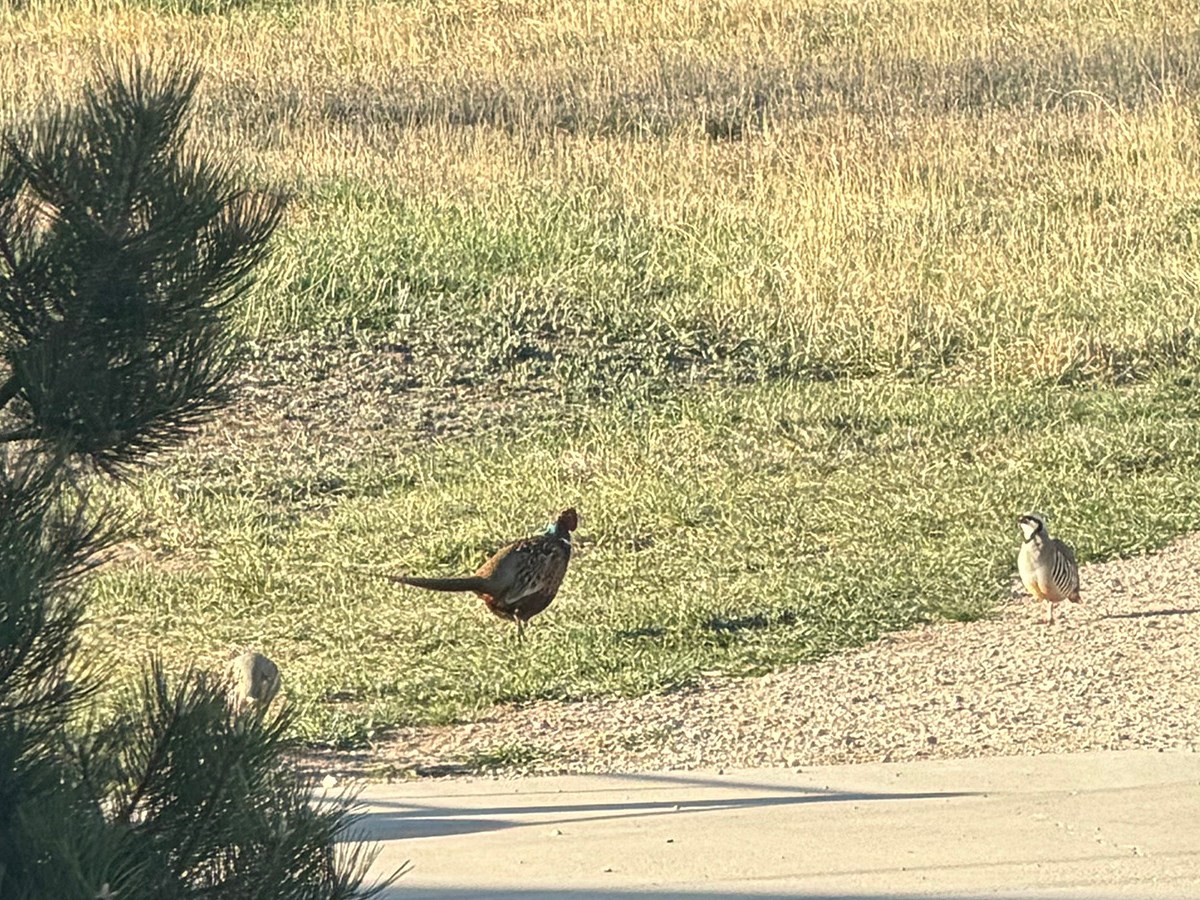 All in the family: A rooster pheasant and some chukar hang out