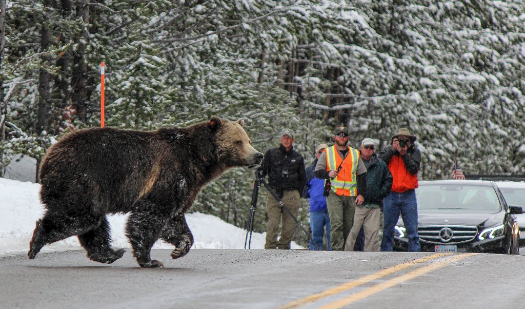 A grizzly bear crosses the road