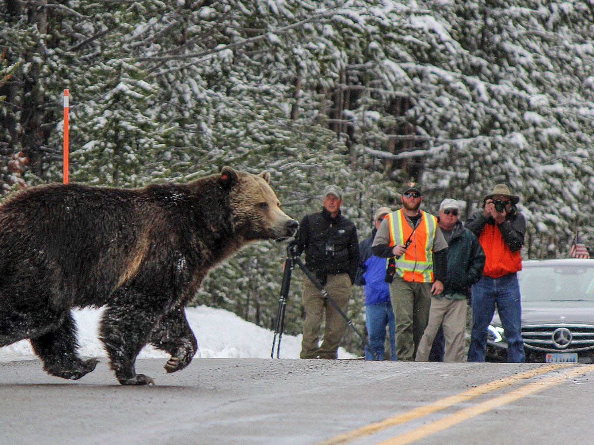 Grizzly bear deaths in Yellowstone region climb to modern record high for third straight year