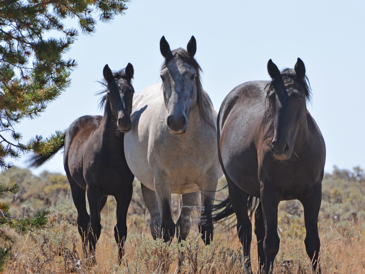 Feds pitch wild horse removals, new herd plans to ease impacts on 750K acres of the Red Desert