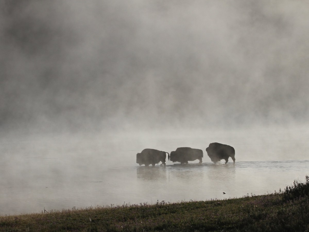 Public lands travelogue 2026: Yellowstone Meadows