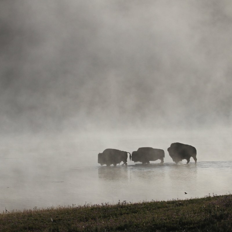 Public lands travelogue 2026: Yellowstone Meadows